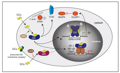 Cells | Free Full-Text | The Role of Glucocorticoids in Inflammatory Diseases