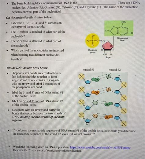 Solved There are 4 DNA .The basic building block or monomer | Chegg.com