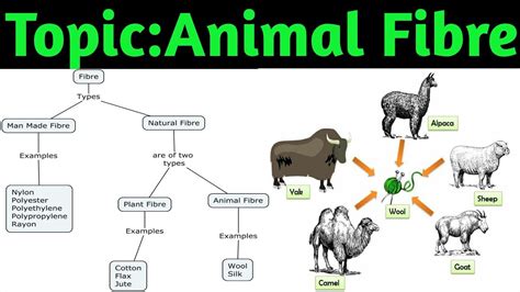 Animal Fibre Class 7 || Science || Biology || Fibre to Fabric Silk || NCERT - YouTube