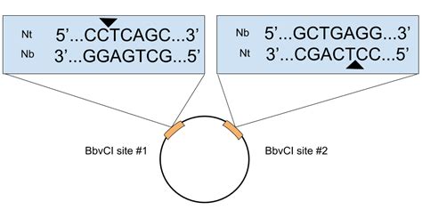 Deep Mutational Scanning with One Pot Saturation Mutagenesis