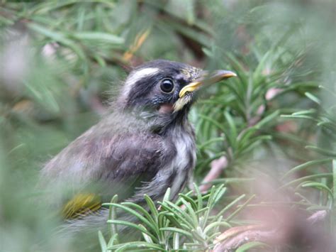 New Holland Honeyeater (baby just out of nest) - Trevor's Birding