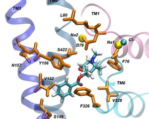 The dopamine transporter: Researchers study a common link between addiction and neurological disease