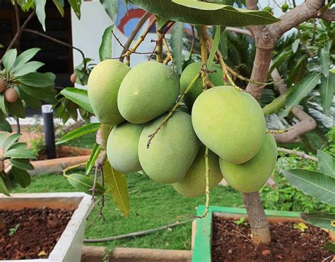 How to Grow Mango From Seed – Step by Step - Hort Zone