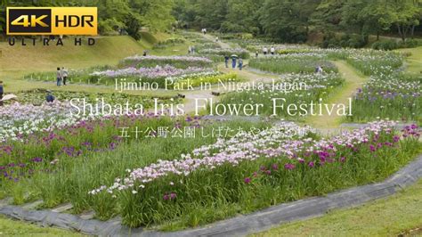 Shibata Iris Flower Festival in Ijimino Park | Shibata, Niigata Japan