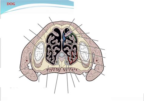 Dog Nasal Anatomy