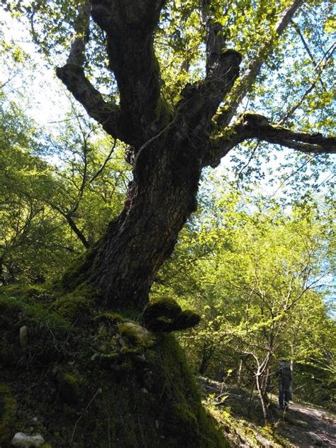 North of iran | Nature, Tree, Forest