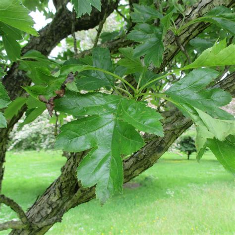 Crataegus pinnatifida var. major in Bute Park