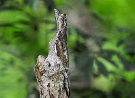 Animals With Impressive Camouflage (25 pics)