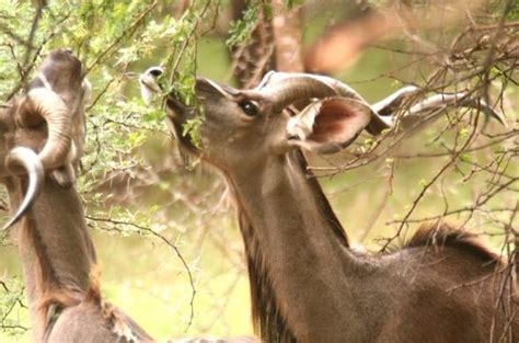 Natural Treasure of The Eastern Cape - Wildlife of the Baviaanskloof ...