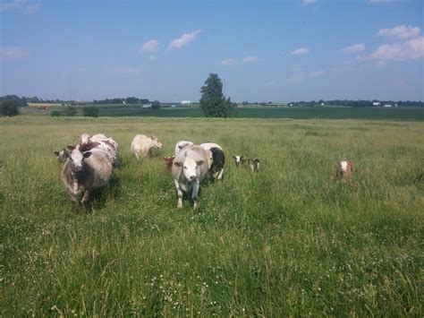 Farm,cattle,pasture,grass,field - free image from needpix.com