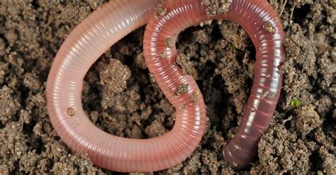 Discover the Largest Worm in the World - AZ Animals