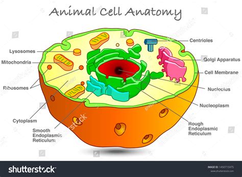 Top 105 + The parts of animal cell - Lifewithvernonhoward.com