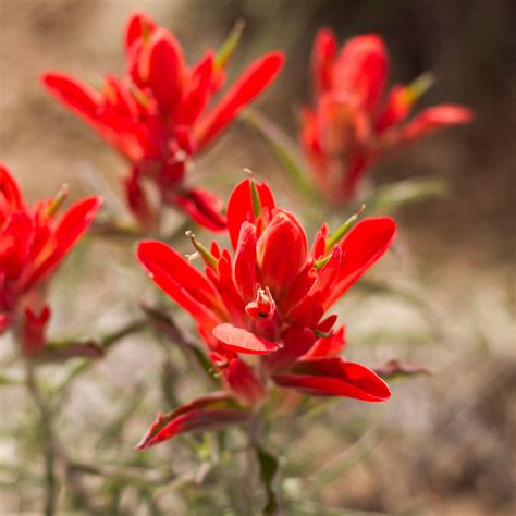 WHOLELEAF INDIAN PAINTBRUSH Castilleja integra – Ferri Seeds