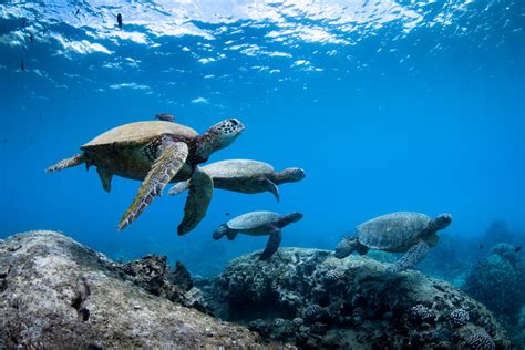 George Karbus documenta la fauna marina más hermosa