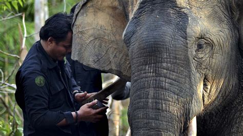 Foto Gajah Sumatera, Hewan Penjaga Ekosistem di Hutan