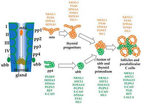 Development of Functional Thyroid C Cell-like Cells from Human ...