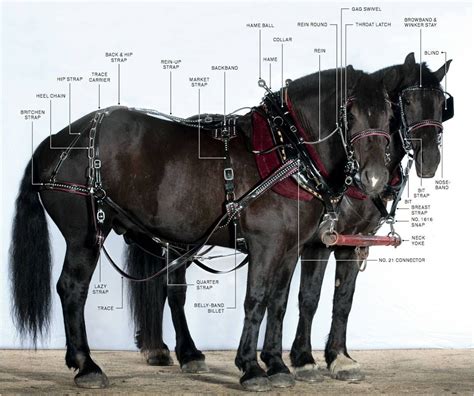 harness parts in english from draft horse super store | Wagon horse care | Pinterest | Horse and ...