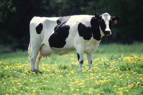 Gefre:Cow female black white.jpg - Wikipedia
