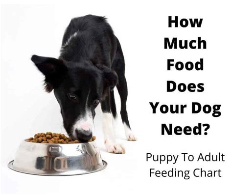 How Much Food to Feed A Dog? The Complete Guide - gentledogtrainers.com.au