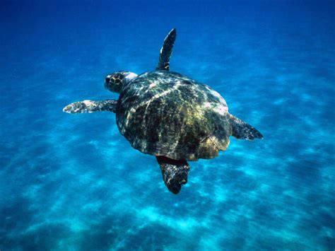 Loggerhead Turtle | Sea Turtles | Species | WWF