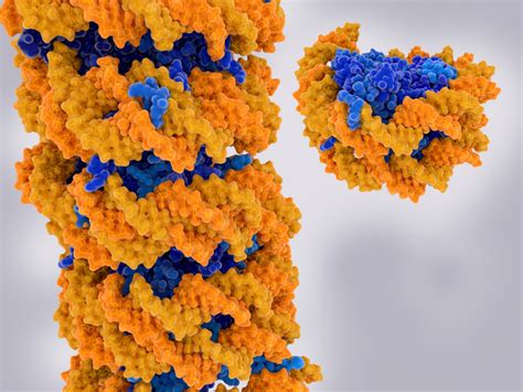 Chromatin: Definition, Composition, Function, Role And Location