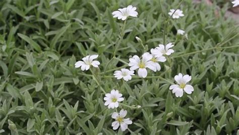 Cerastium Flowers Bloom Garden Stock Footage Video (100% Royalty-free) 19475641 | Shutterstock