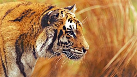 4K Tiger Wallpapers - Top Free 4K Tiger Backgrounds - WallpaperAccess