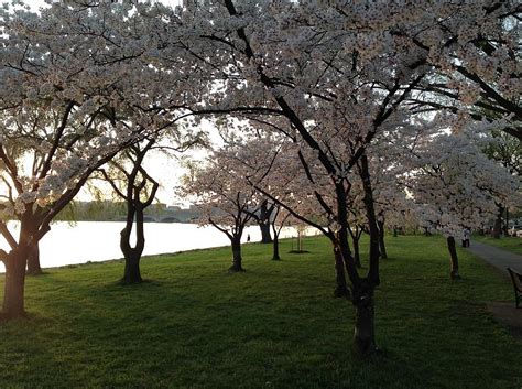 Cherry Blossoms Along the Potomac Photograph by Lois Ivancin Tavaf