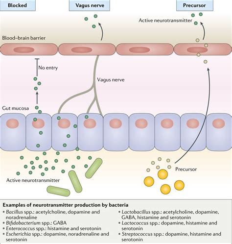 Why Do Microbes Give You Gut Feelings? | IFLScience