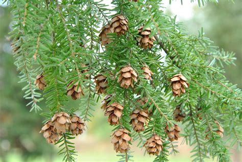 Tsuga heterophylla | Western hemlock - Van den Berk Nurseries