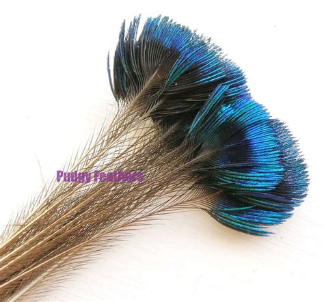 Natural Peacock Head Feathers Super Mini Eye 4 by PudgyFeathers