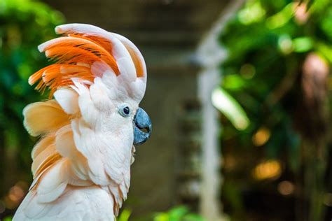 Moluccan Cockatoo Care Guide - Diet, Lifespan & More » Petsoid