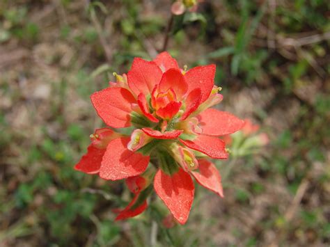 Brenda's "Texas Wild" Garden: Indian Paintbrush (Castilleja indivisa)