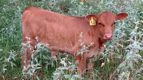 Red Angus Calves For Sale | Falster Farm on Pasture 365