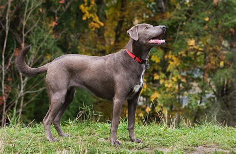 Blue Lacy - Temperament, Lifespan, Shedding, Puppy