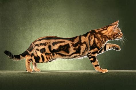 10 Cats With The Craziest Fur Patterns | Cats, Bengal cat, Cat fur