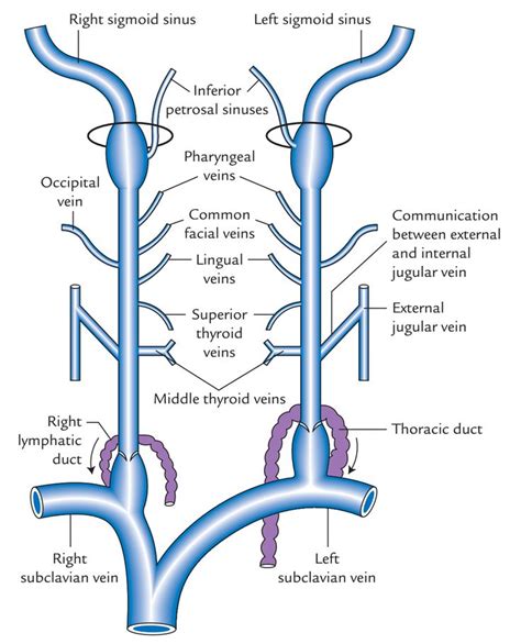 Internal Jugular Vein: Tributaries | Jugular, Medical anatomy, Anatomy