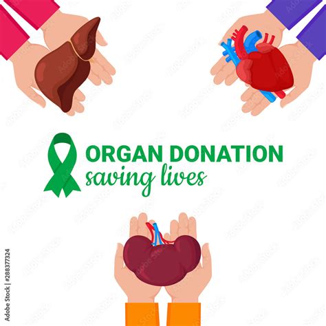 Organ donation concept. Flat vector colorful illustration. Internal human organs. Organ donation ...