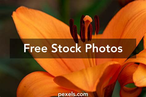 Fesh Photos, Download The BEST Free Fesh Stock Photos & HD Images