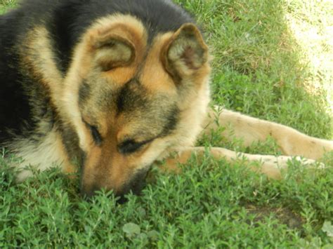 Kalmes Acres German Shepherds | Essex IL