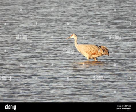 Sandhill Cranes at Whitewater Draw - P1000 Stock Photo - Alamy