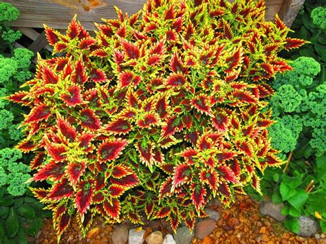 Photo of the entire plant of Coleus (Plectranthus scutellarioides) posted by jmorth (National ...