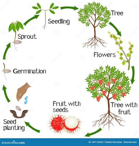 A Growth Cycle of a Rambutan Tree on a White Background. Stock Vector - Illustration of floral ...