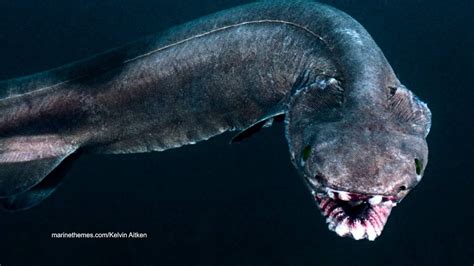 Say Hello To The Most Bizarre Yet Intriguing Deepest Ocean Fish Species