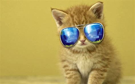 Cool Cat Wallpaper Hd