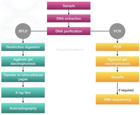 DNA Fingerprinting- Definition, Steps, Methods and Applications