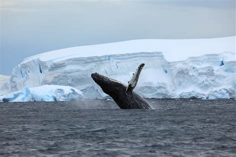 Antarctic Wildlife - From Plankton to Whales