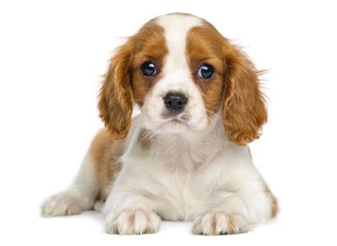 #1 | Cavalier King Charles puppies for sale in Sacramento, CA