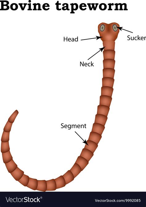 Bovine Tapeworm