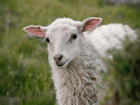 Fun Facts About Sheep - The Open Sanctuary Project